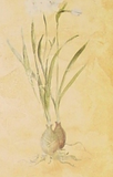 Wallquest God Faux with Asian "Han character" -BL60503