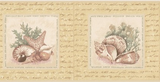 Brewster Sea Shell Wallpaper Border - FDB07134