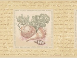 Brewster Sea Shell Wallpaper Border - FDB07134