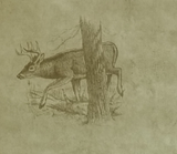 York In the wild wallpaper - NV9594