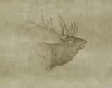 York In the wild wallpaper - NV9594