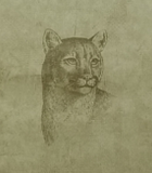 York In the wild wallpaper - NV9594